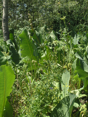 Ligularia heterophylla