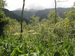 Ligularia heterophylla