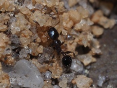 Pheidole metallescens