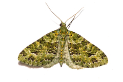 Pasiphila melochlora