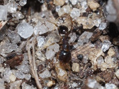 Pheidole metallescens