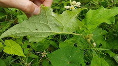 Solanum stramoniifolium