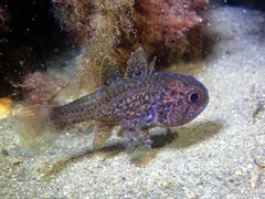 Vincentia novaehollandiae