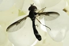 Pelecinobaccha costata