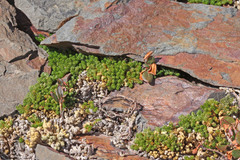 Selaginella watsonii