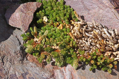Selaginella watsonii