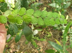 Phyllodium pulchellum