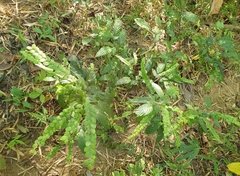 Phyllodium pulchellum