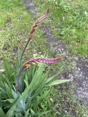 Chasmanthe aethiopica