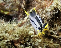 Polycera capensis