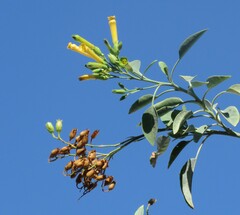 Nicotiana glauca