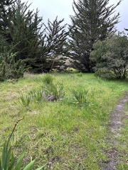 Chasmanthe aethiopica