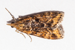 Scoparia animosa