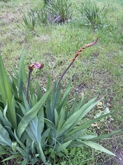 Chasmanthe aethiopica