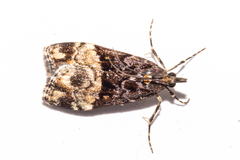 Scoparia minusculalis