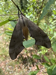 Coequosa australasiae
