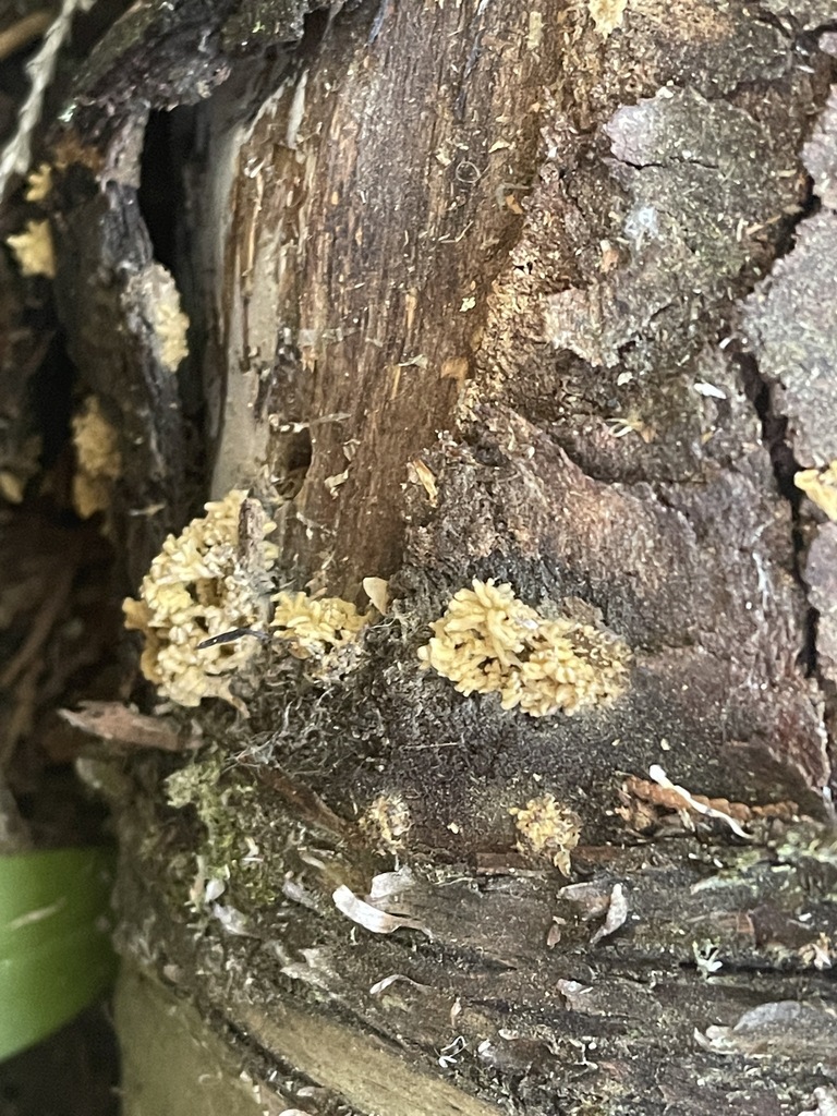 Yellow Carnival Candy Slime from Kootenay Boundary, BC, Canada on June ...