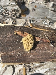 Arcyria obvelata