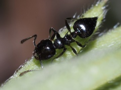 Crematogaster pilosa