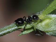 Crematogaster pilosa