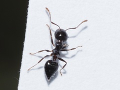 Crematogaster pilosa