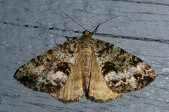 Pseudocoremia lactiflua