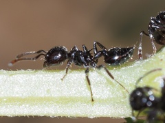 Crematogaster pilosa