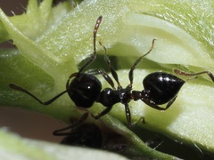 Crematogaster pilosa
