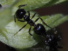 Crematogaster pilosa