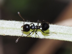 Crematogaster pilosa