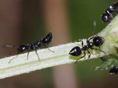 Crematogaster pilosa