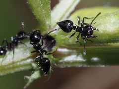 Crematogaster pilosa