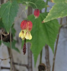 Callianthe megapotamica