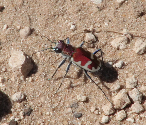 Big Sand Tiger Beetle photo 5