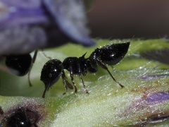 Crematogaster pilosa