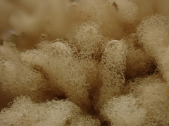 Arcyria obvelata