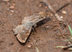 Antigonus erosus