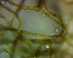 Arcyria obvelata
