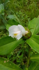 Costus arabicus