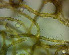 Arcyria obvelata