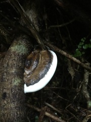 Fomitopsis hemitephra