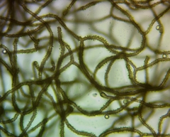 Arcyria obvelata
