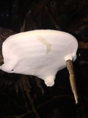 Fomitopsis hemitephra