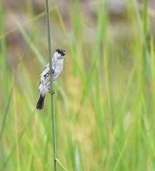 Sporophila pileata