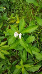 Costus arabicus