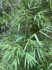 Chusquea ramosissima