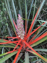 Bromelia balansae