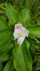 Costus arabicus