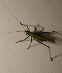 Conocephalomima barameda