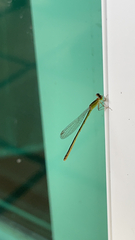 Ceriagrion auranticum